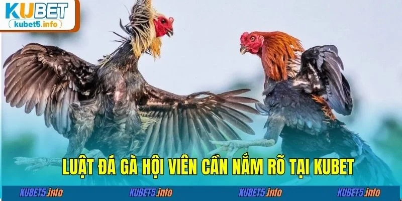 Luật đá gà hội viên cần nắm rõ tại KUBET