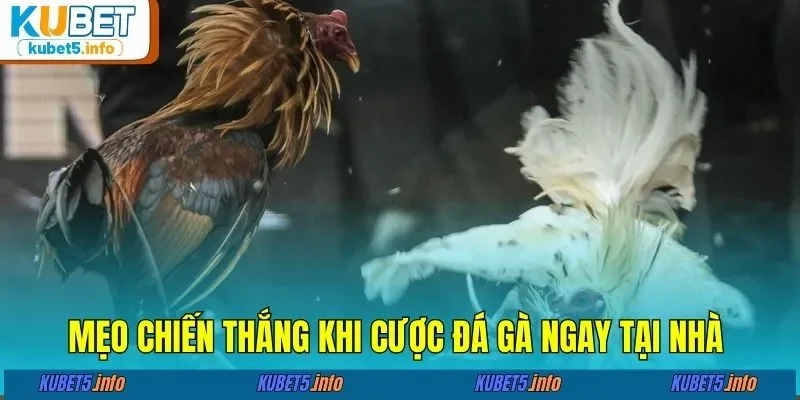 Mẹo chiến thắng khi cược đá gà đơn giản ngay tại nhà